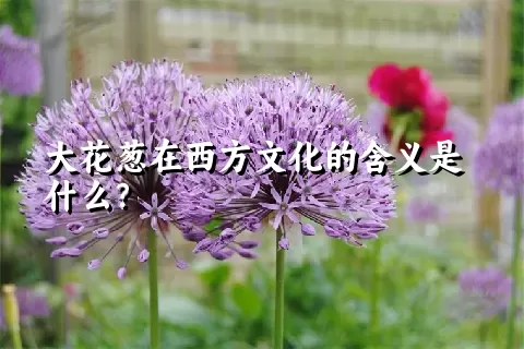 大花葱在西方文化的含义是什么？