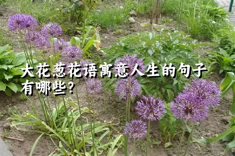 大花葱花语寓意人生的句子有哪些？