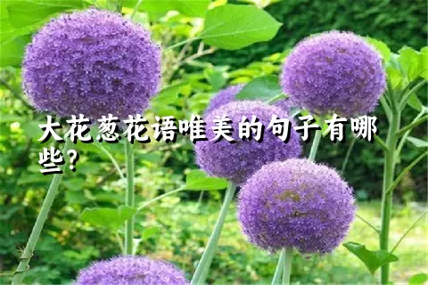 大花葱花语唯美的句子有哪些？