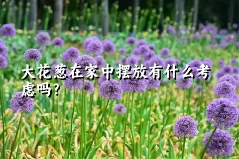 大花葱在家中摆放有什么考虑吗？