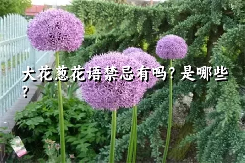 大花葱花语禁忌有吗？是哪些？