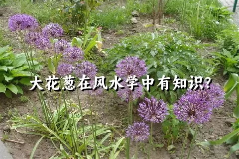 大花葱在风水学中有知识？