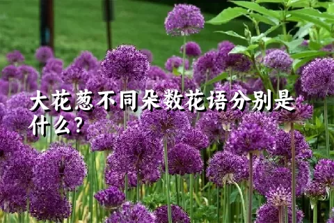 大花葱不同朵数花语分别是什么？