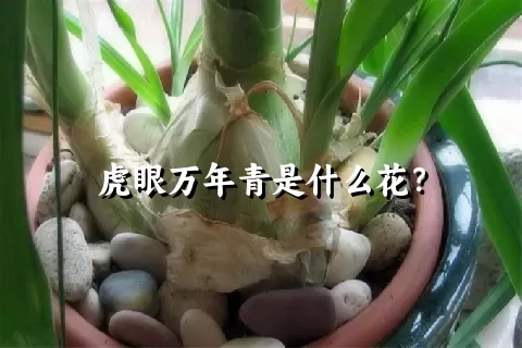 虎眼万年青是什么花？