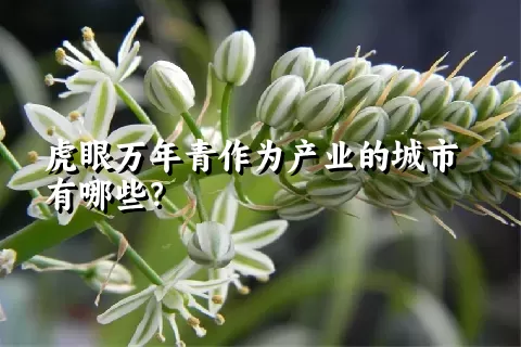 虎眼万年青作为产业的城市有哪些？