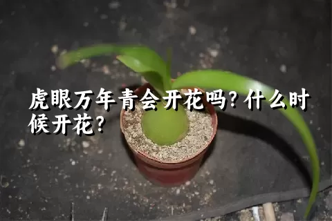虎眼万年青会开花吗？什么时候开花？