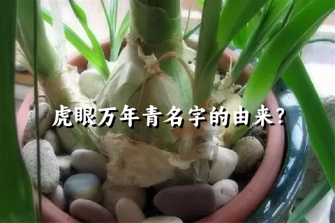虎眼万年青名字的由来？