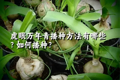 虎眼万年青播种方法有哪些？如何播种？