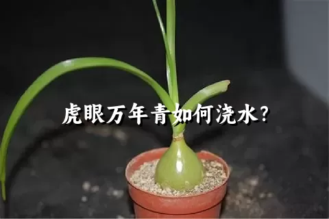 虎眼万年青如何浇水？