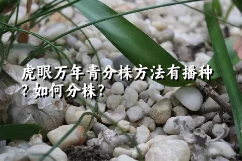 虎眼万年青分株方法有播种？如何分株？