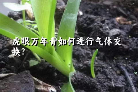 虎眼万年青如何进行气体交换？