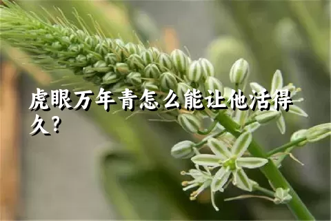 虎眼万年青怎么能让他活得久？
