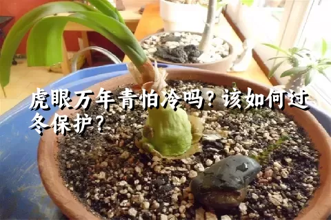 虎眼万年青怕冷吗？该如何过冬保护？