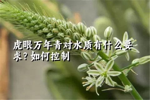 虎眼万年青对水质有什么要求？如何控制