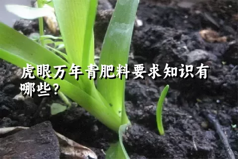 虎眼万年青肥料要求知识有哪些？