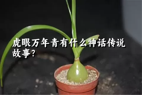 虎眼万年青有什么神话传说故事？