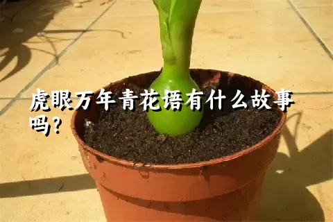 虎眼万年青花语有什么故事吗？