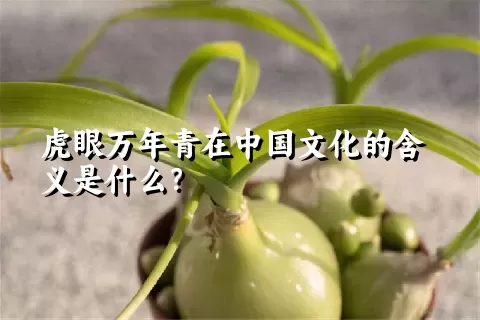 虎眼万年青在中国文化的含义是什么？