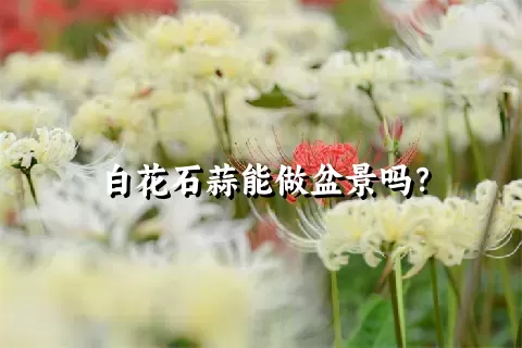 白花石蒜能做盆景吗？