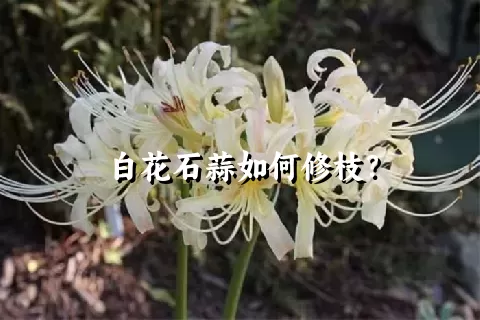 白花石蒜如何修枝？