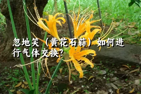 忽地笑（黄花石蒜）如何进行气体交换？