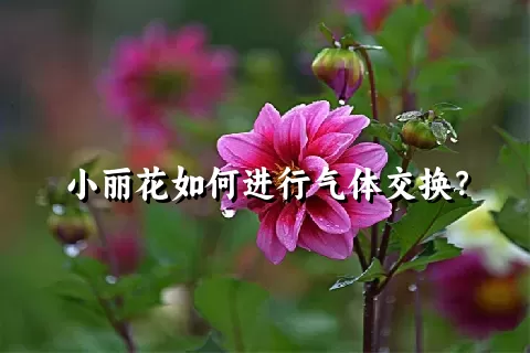 小丽花如何进行气体交换？