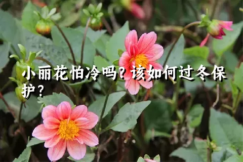 小丽花怕冷吗？该如何过冬保护？