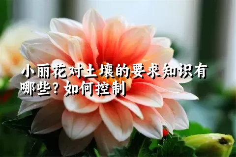 小丽花对土壤的要求知识有哪些？如何控制