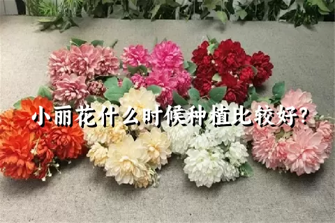小丽花什么时候种植比较好？
