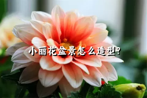 小丽花盆景怎么造型？