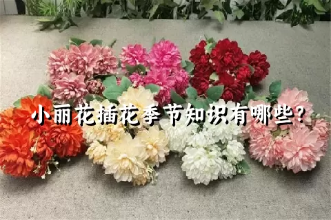 小丽花插花季节知识有哪些？