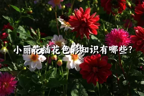 小丽花插花色彩知识有哪些？