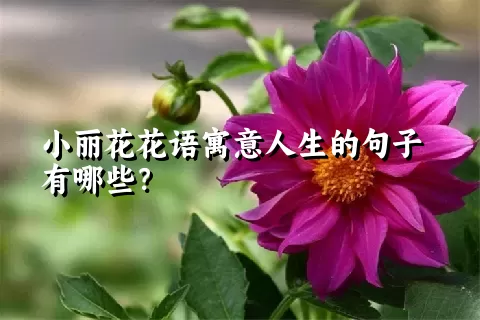 小丽花花语寓意人生的句子有哪些？