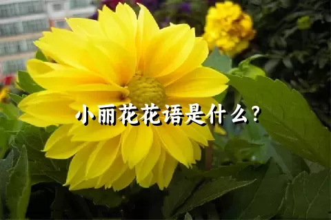 小丽花花语是什么？