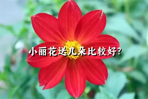 小丽花送几朵比较好？