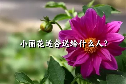小丽花适合送给什么人？