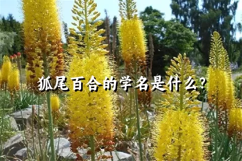 狐尾百合的学名是什么？