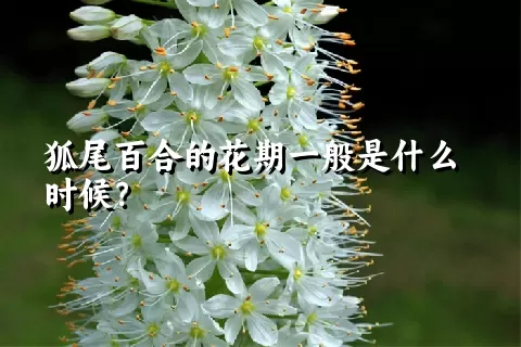 狐尾百合的花期一般是什么时候？