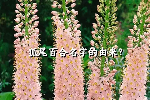 狐尾百合名字的由来？