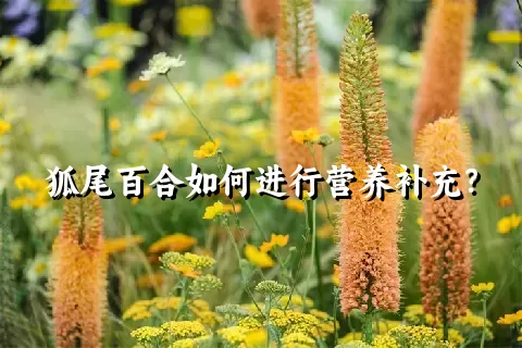 狐尾百合如何进行营养补充？