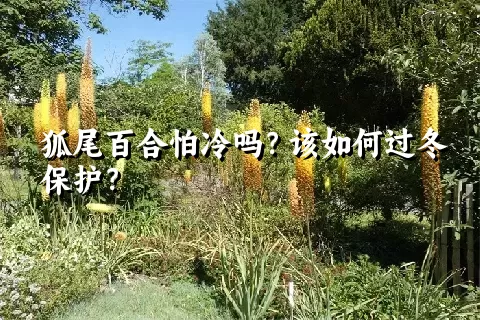 狐尾百合怕冷吗？该如何过冬保护？