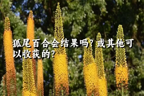 狐尾百合会结果吗？或其他可以收获的？