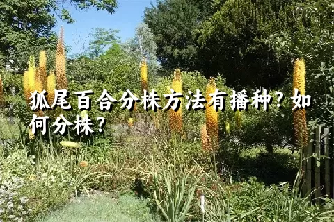 狐尾百合分株方法有播种？如何分株？