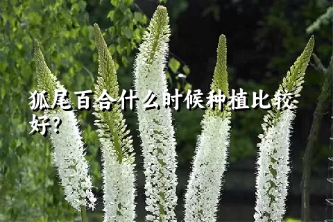 狐尾百合什么时候种植比较好？