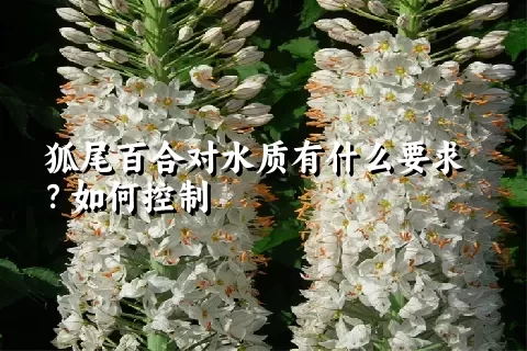 狐尾百合对水质有什么要求？如何控制