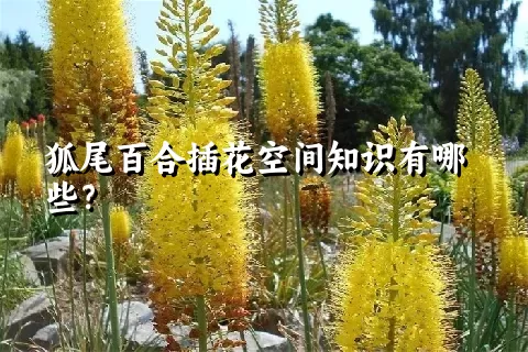 狐尾百合插花空间知识有哪些？