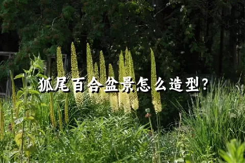 狐尾百合盆景怎么造型？