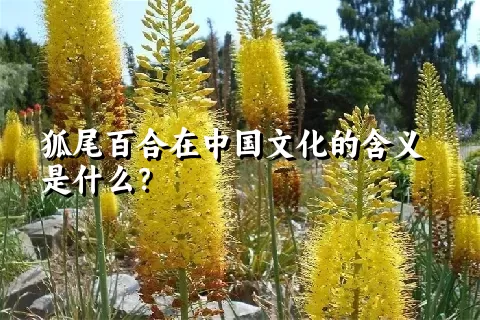 狐尾百合在中国文化的含义是什么？