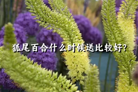狐尾百合什么时候送比较好？