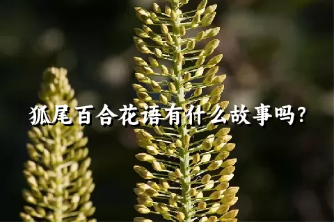 狐尾百合花语有什么故事吗？